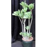 Adenium cv Arabian Ruby x 671 3-gallon pots