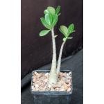 Adenium arabicum cv Black Giant x self 5-inch pots