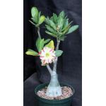 Adenium cv CF-25 6-inch pots