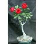 Adenium cv Compact Red 8-inch pots