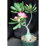 Adenium obesum cv Tropica Exhibition Double-Pink 6-inch pots