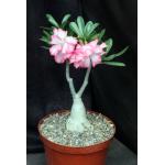 Adenium obesum cv Tropica Exhibition Double Pink 8-inch pots