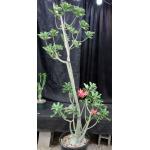 Adenium cv Floriformis (743) x 532 7-gallon pots