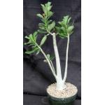 Adenium cv GG x 1049 8-inch pots
