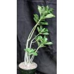 Adenium cv GG x AR 8-inch pots