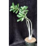 Adenium cv GG x Bouquet 8-inch pots