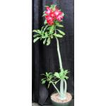 Adenium cv Giant Red 12-inch pots