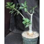 Adenium cv Gr1Gen x 950 8-inch pots
