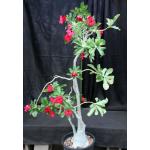 Adenium cv Rainbow 7-gallon pots