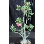 Adenium cv Tetra Splash (1158) 7-gallon pots