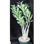Adenium cv Arabian Ruby x 671 10-inch pots