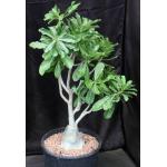 Adenium cv Neptune 5-gallon pots
