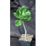 Adenium multiflorum 5-inch pots