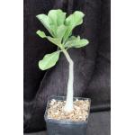 Adenium multiflorum 5-inch pots