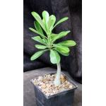 Adenium obesum 5-inch pots
