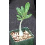 Adenium obesum (Mt. Kilimanjaro) 4-inch pots
