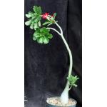 Adenium obesum cv Home Run x self 8-inch pots