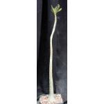 Adenium socotranum one-gallon pots