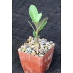 Adenium swazicum 3-inch pots
