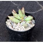 Adromischus filicaulis ssp. filicaulis 4-inch pots