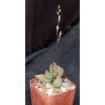 Adromischus marianiae (herrei) 4-inch pots