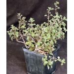 Aeollanthus rehmannii one-gallon pots