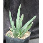 Agave nickelsiae one-gallon pots