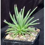 Agave albipilosa 5-inch pots