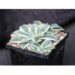 Agave applanata cv Cream Spike 5-inch pots