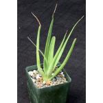 Agave bracteosa 4-inch pots