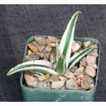 Agave victoriae-reginae cv White Rhino 3-inch pots