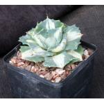 Agave isthmensis cv Ohi Raijeri 5-inch pots