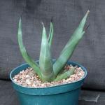 Agave cv Sharkskin 8-inch pots