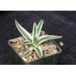 Agave victoriae-reginae cv White Rhino 3-inch pots