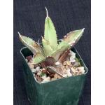 Agave oteroi (FO76)4-inch pots