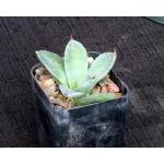 Agave parryi var. truncata 2-inch pots