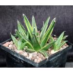 Agave victoriae-reginae (yellow variegate) 5-inch pots