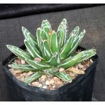 Agave victoriae-reginae (compact form) one-gallon pots
