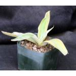 Agave vilmoriniana cv Stained Glass 5-inch pots