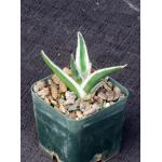 Agave victoriae-reginae cv White Rhino 3-inch pots