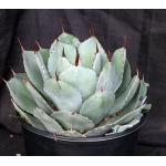 Agave parryi var. truncata 5-gallon pots