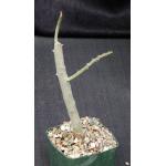 Alluaudia dumosa 5-inch pots