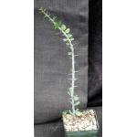 Alluaudia humbertii 4-inch pots