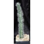 Alluaudia montagnacii one-gallon pots