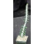 Alluaudia procera 3-inch pots