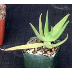 Aloe aageodonta (Newton 3643) 4-inch pots