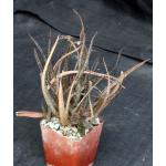Aloe albiflora 4-inch pots