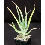 Aloe arborescens (variegate) 5-inch pots