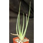 Aloe arborescens (spineless) 4-inch pots