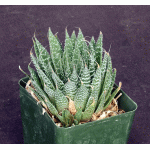 Aloe aristata 4-inch pots